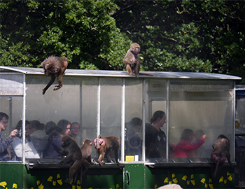 Kleinbus mit Menschen drin. Affen auf dem Dach und bei den Fenstern des Busses