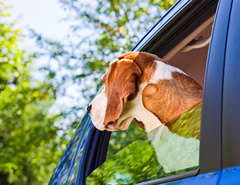 Ein Beagle betrachtet einen Wald durch die Fensterscheibe eines blauen Autos 