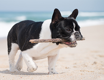 Hund mit Stöckchen in der Schnauze am Strand